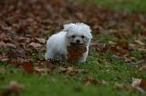 BICHON MALTAIS 165
